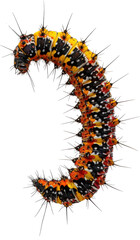 Fototapeta premium Colorful caterpillar with spikes