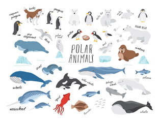 Polar animals collection, cute birds, fish and marine mammals. Arctic wild animals set. Vector illustration © saint_antonio