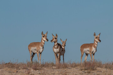 Doe Pronghorn Antelope in the Utah Desert in Autumn