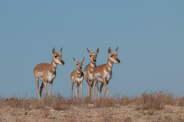 Doe Pronghorn Antelope in the Utah Desert in Autumn