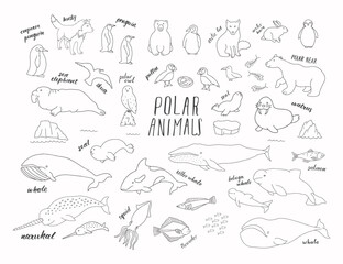 Obraz premium Polar animals collection, cute birds, fish and marine mammals. Arctic wild animals set. Vector illustration
