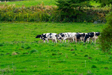 Fototapeta premium 北海道 放牧中の牛の風景