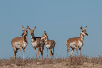 Doe Pronghorn Antelope in the Utah Desert in Autumn