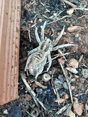 Lycosa hispanica. La tarántula ibérica. Araña lobo. 