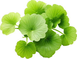 Green leaves on a black background