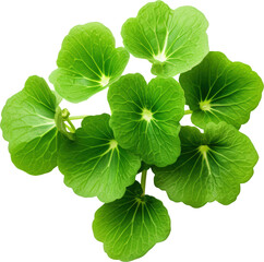 Vibrant green leaves