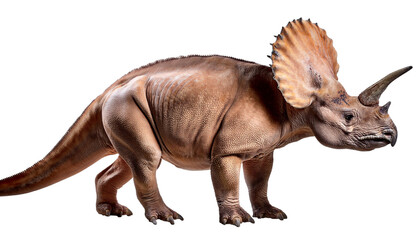 Fototapeta premium Triceratops on transparent background