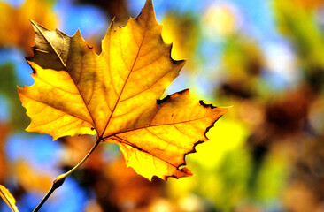 Fototapeta premium Leuchtender Herbst