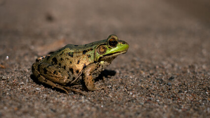 Golden Shinny Toad