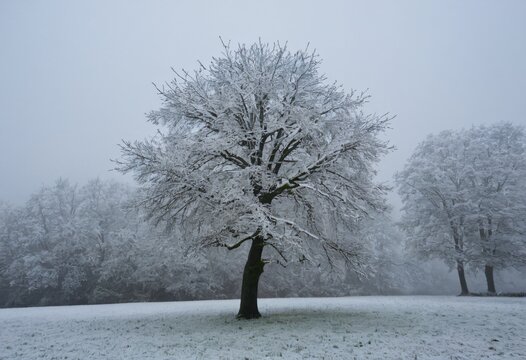 Snow covered tree, christmas winter