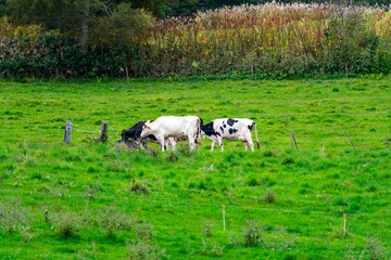 Fototapeta premium 北海道 放牧中の牛の風景