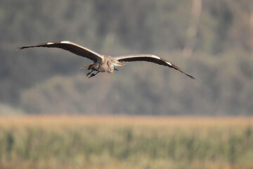 Reiher im Flug