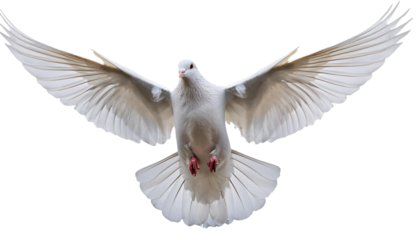 a flying white dove of peace on transparent background