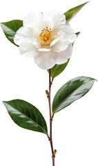 Obraz premium White camellia flower