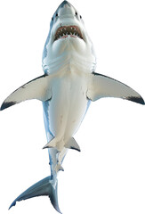 Great white shark swims up