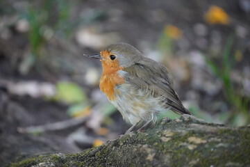 Fototapeta premium A peaceful and sharp photo of a Goldeeg bird