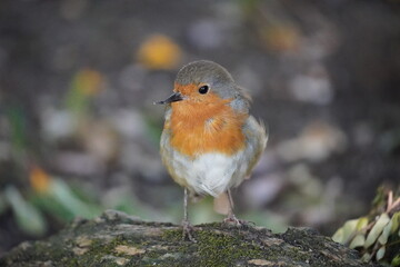 A peaceful and sharp photo of a Goldeeg bird