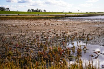 Germany East Frisia Salt Marshes 