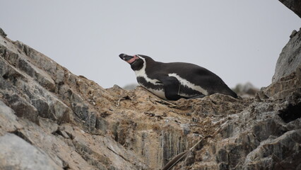 Obraz premium One Humboldt penguin