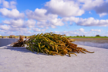 Glasswort Pickle Weed Salicornia europaea . North German Wadden Sea.