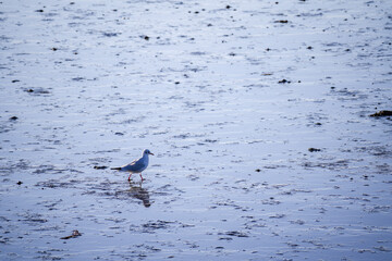 Germany East Frisia Norddeich Seagull In Mudflats