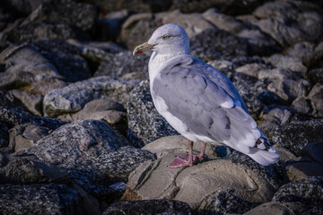 Fototapeta premium Norddeich ,East Frisia, Germany. Seagull the north sea