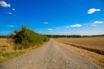 Panoramic view on a dirt road in September with corn, rapeseed, sugar beet and few trees