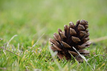 Pine cone on a grass