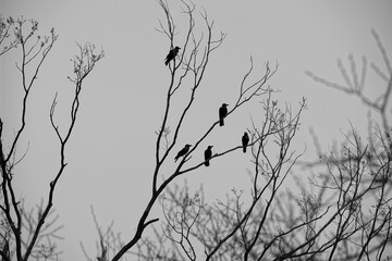 Five crows on a branch