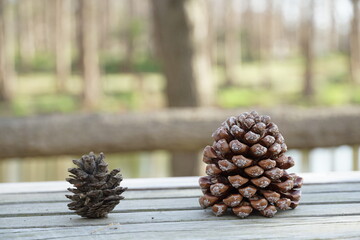 Osaka city side pine cone