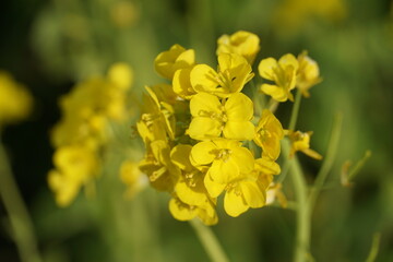 Close up of a beautiful flower