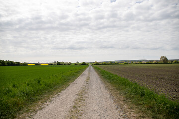Panoramic view on a dirt road in September with corn, rapeseed, sugar beet and few trees