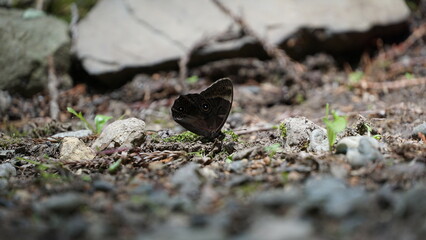 Butterfly on a floor