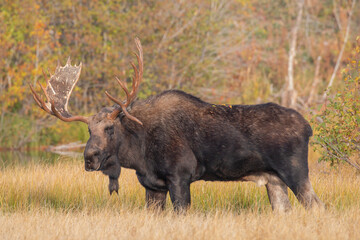 Bull Moose during the Rut in Wyoming in Autumn