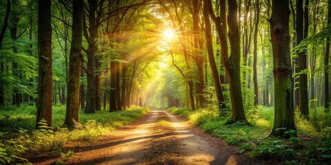 Fototapeta premium Peaceful forest path with sunlight filtering through trees