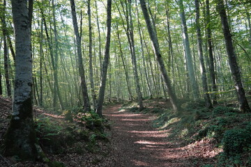 Obraz premium Fageda d en Jorda of Catalonia