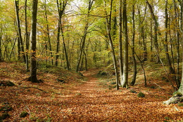 Fototapeta premium Fageda d en Jorda of Catalonia