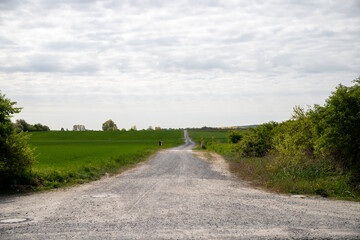 Panoramic view on a dirt road in September with corn, rapeseed, sugar beet and few trees