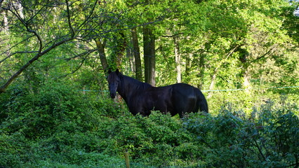 Naklejka premium horse chilling in the forest