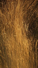 Light and fire festival