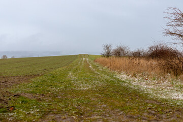 Panoramic view on a dirt road in September with corn, rapeseed, sugar beet and few trees