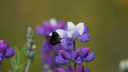 Close up of a beautiful flower
