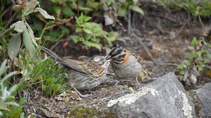 Birds in Quilotoa lagoon