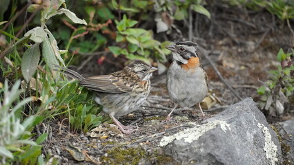 Birds in Quilotoa lagoon