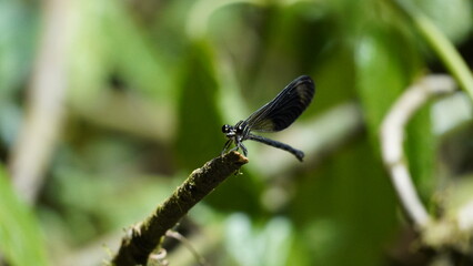 Dragonfly Cloud forest Mindo