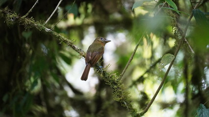 Flycatcher in Cloud forest Mindo