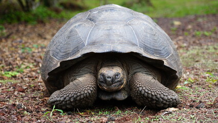Wild Galapagos giant tortoise on Santa Cruz Island