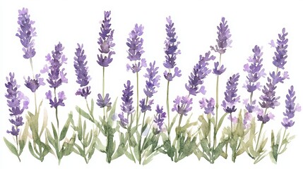 A beautiful illustration of lavender flowers in shades of purple, showcasing their elegance and natural beauty.