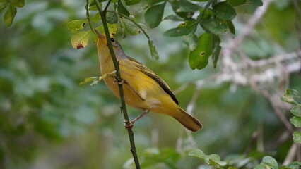 Canary bird from Galapagos islands