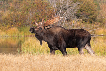 Bull Moose during the Rut in Wyoming in Autumn